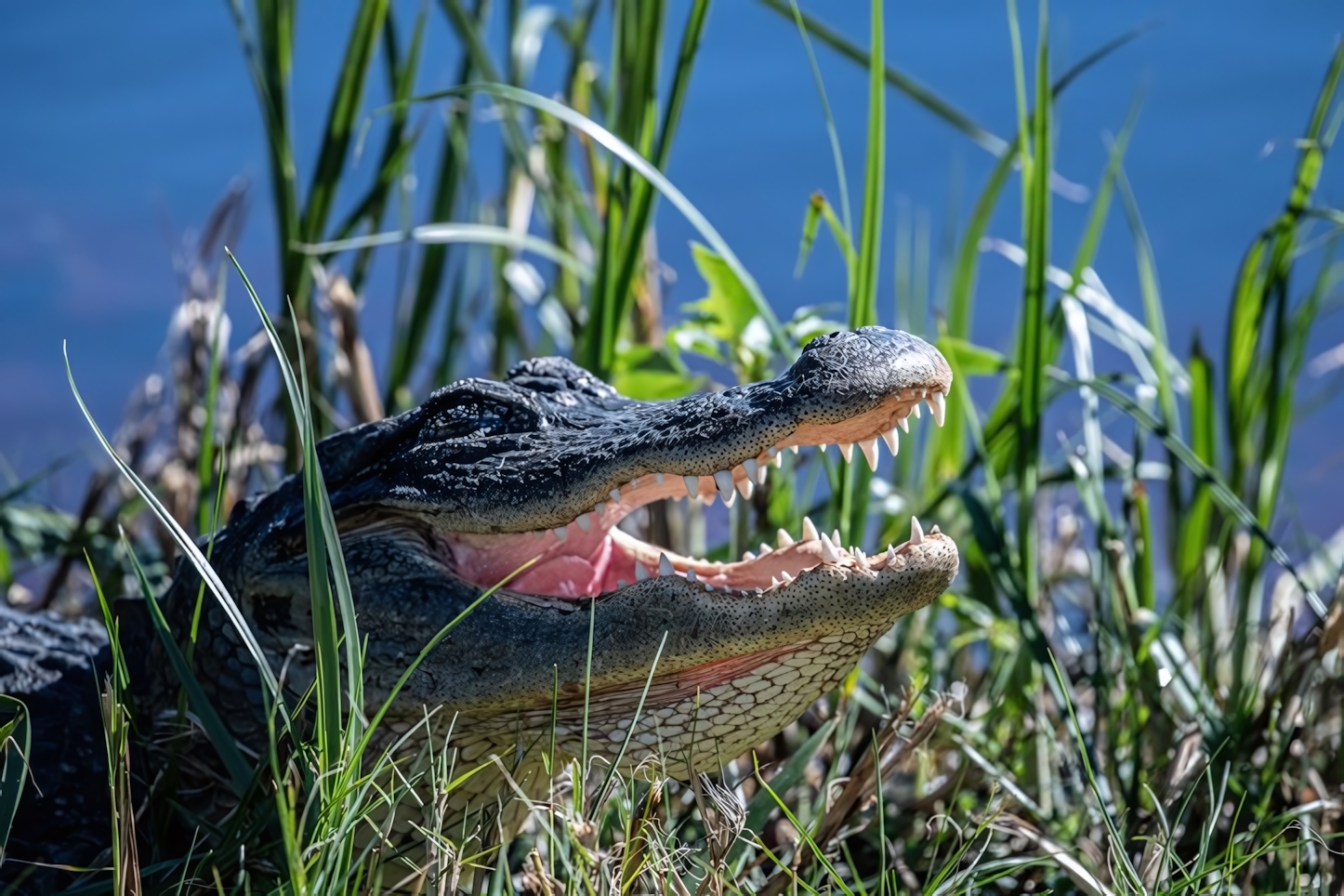 Alligator, Everglades