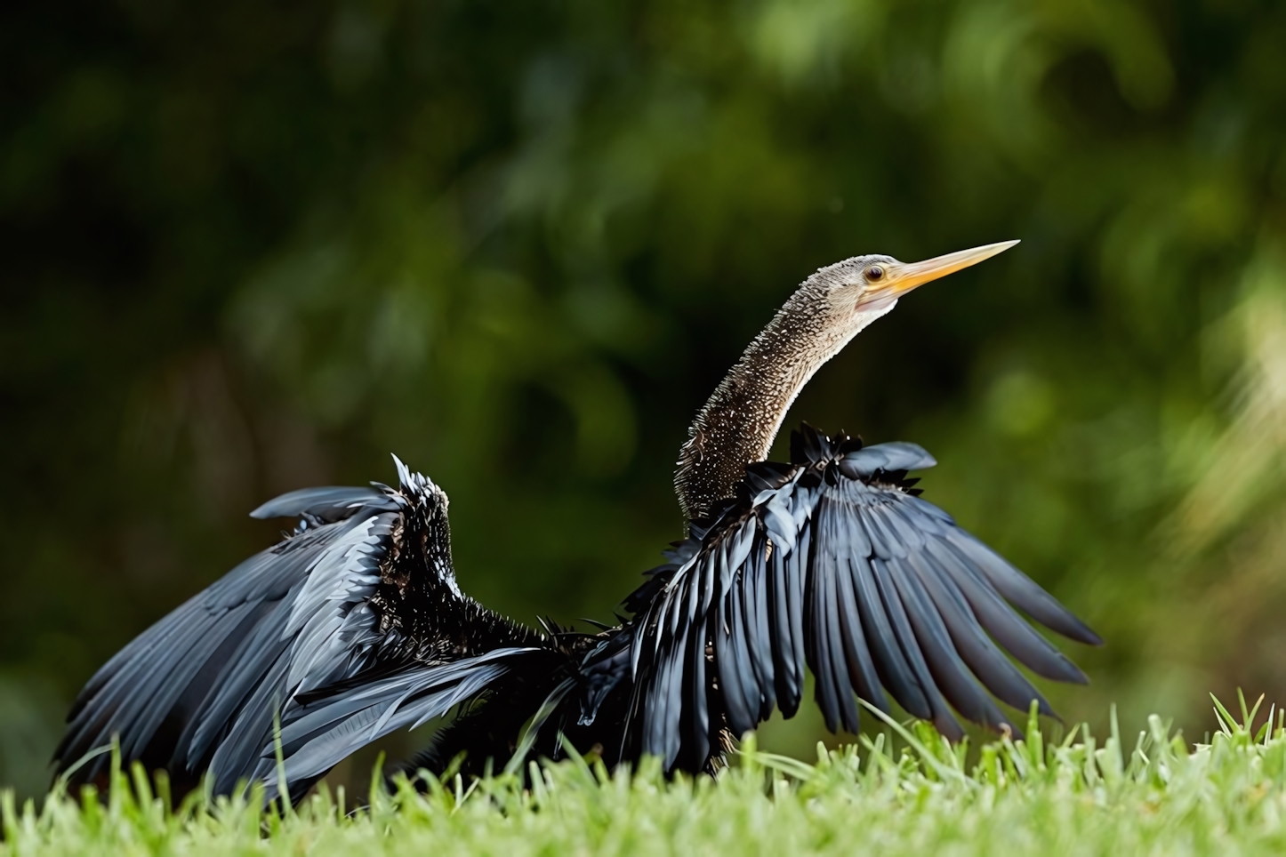 Anhinga, Everglades