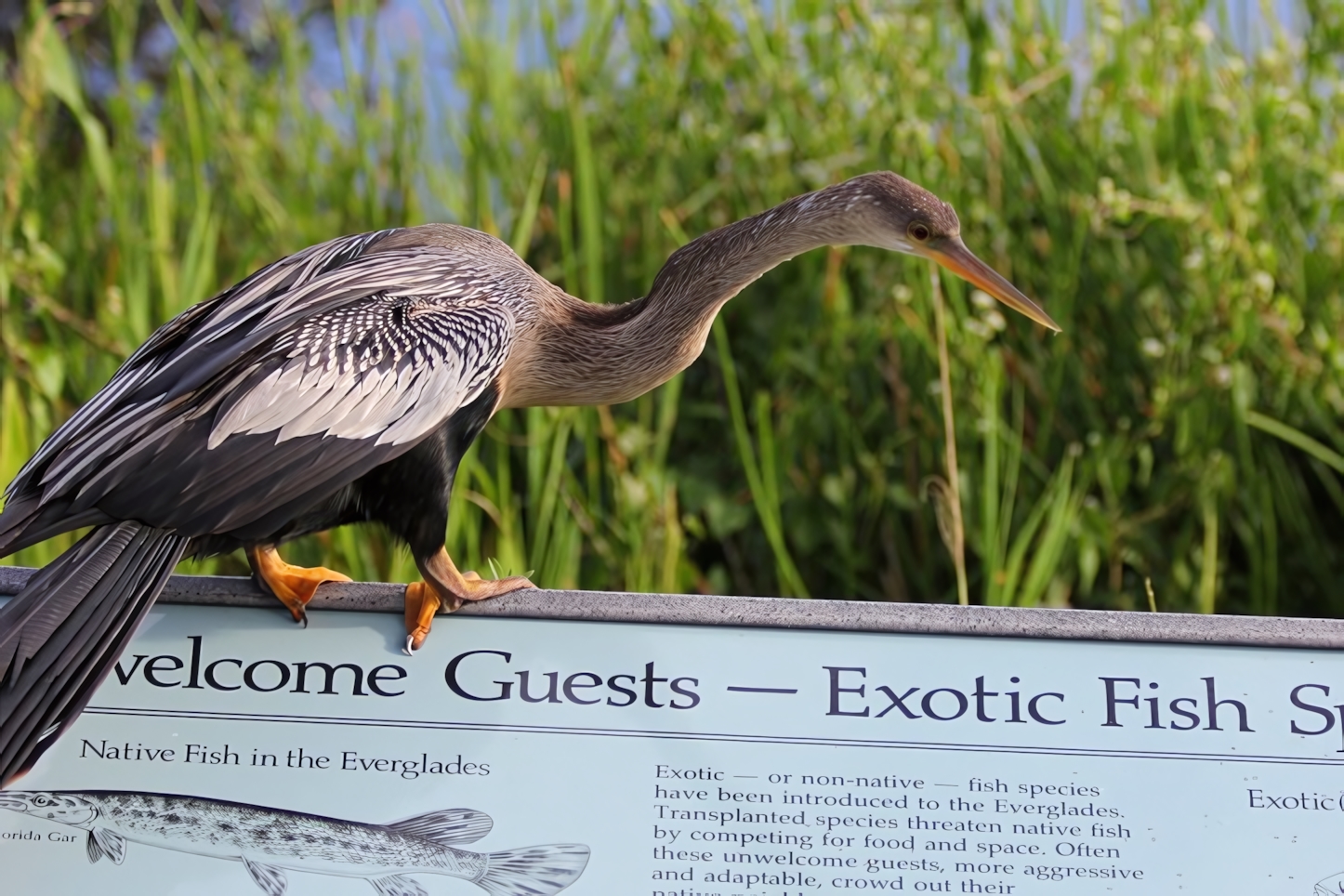 Anhinga, Everglades