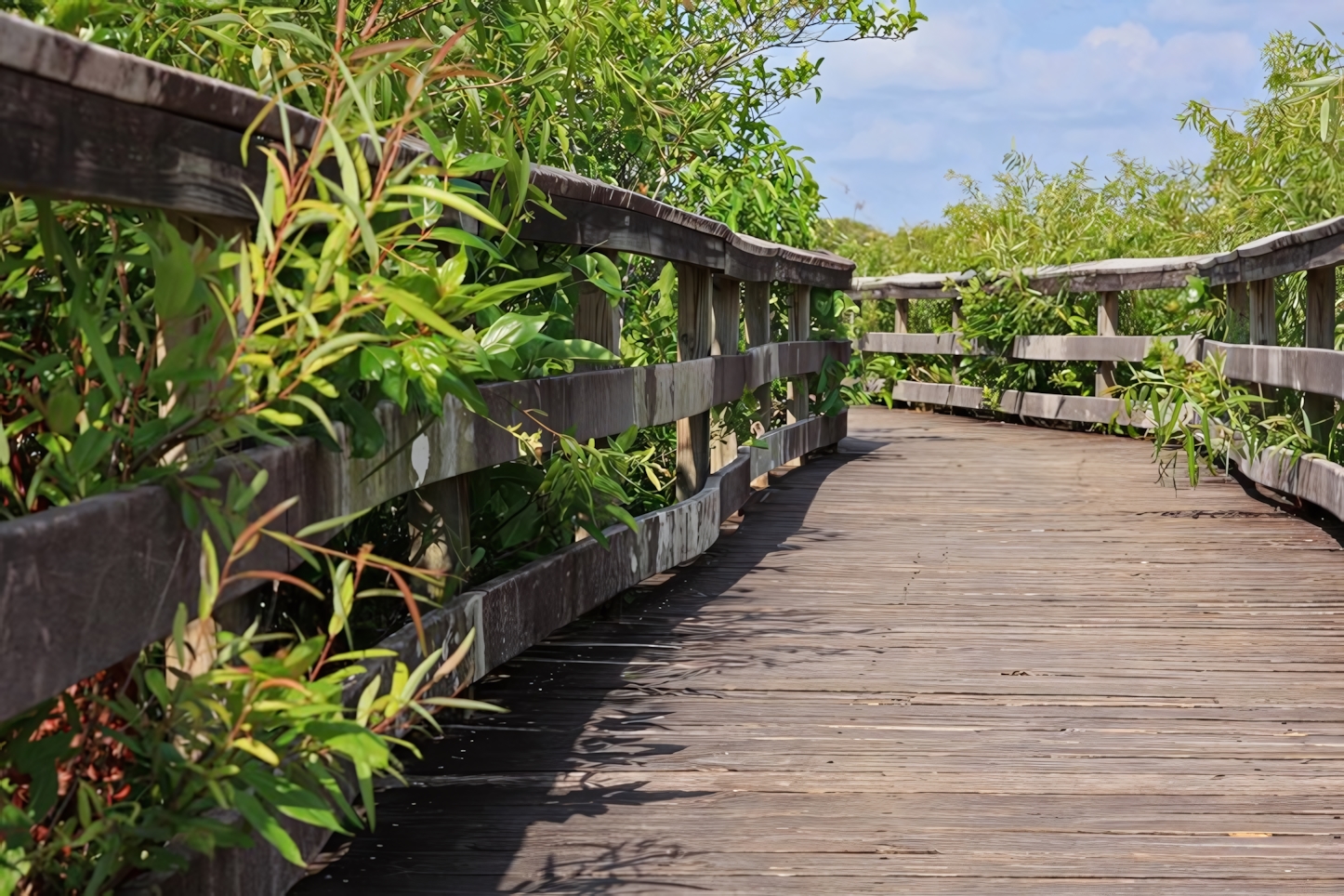 Anhinga Trail, Everglades