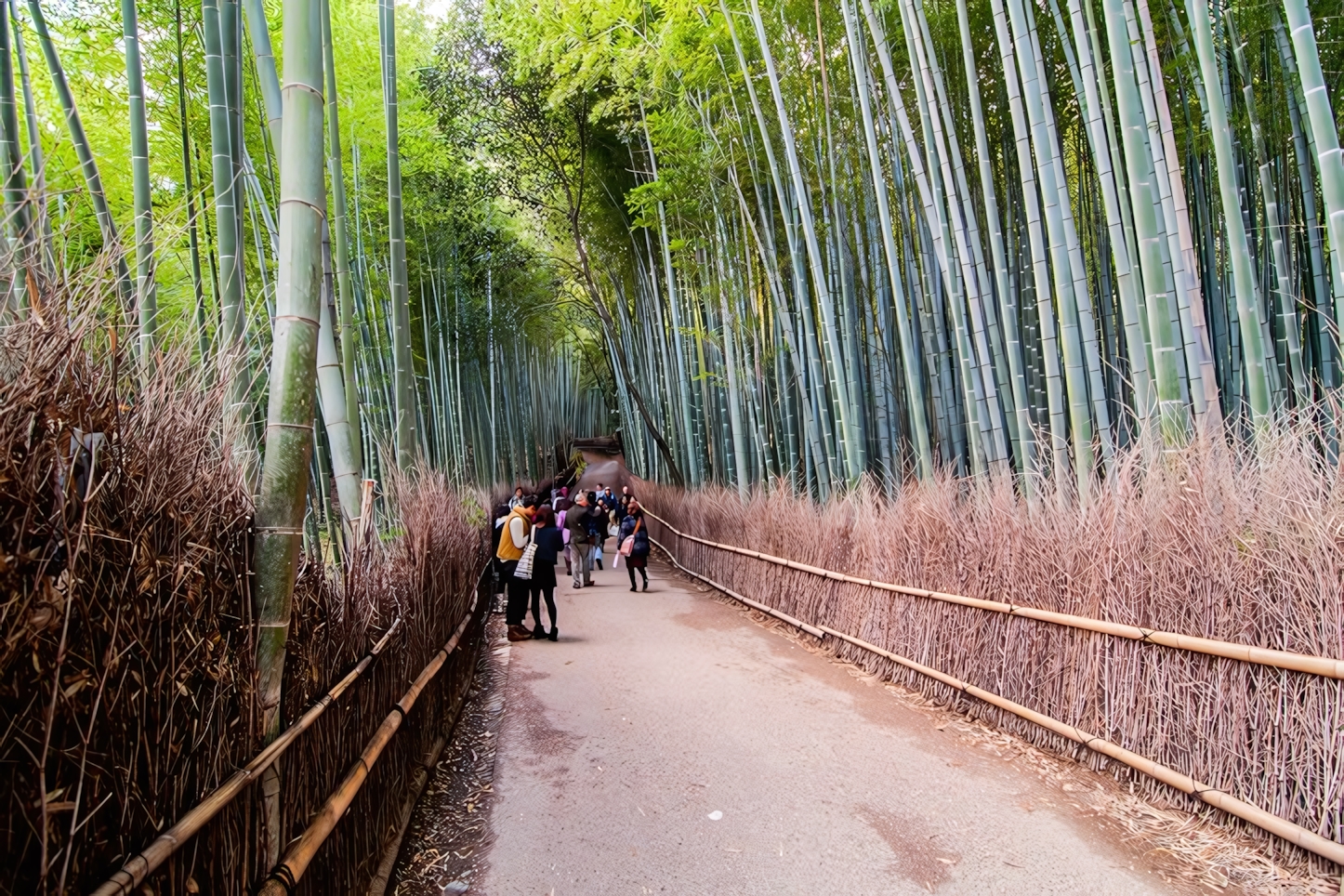 Arashiyama Bamboo Grove