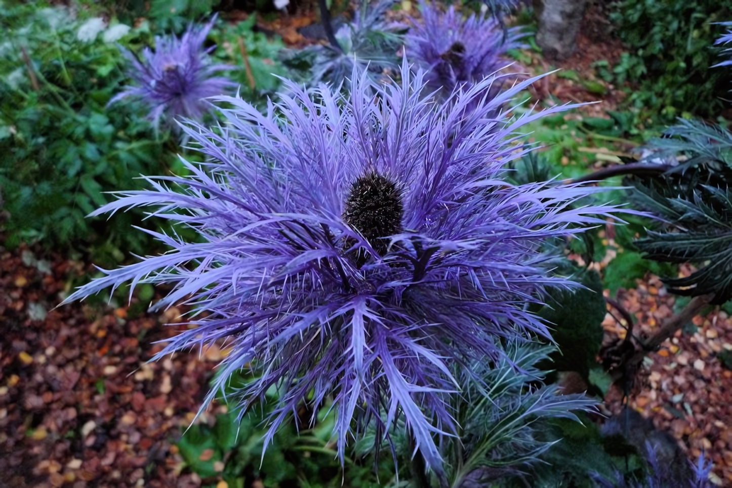 Arctic Botanical Garden, Akureyri