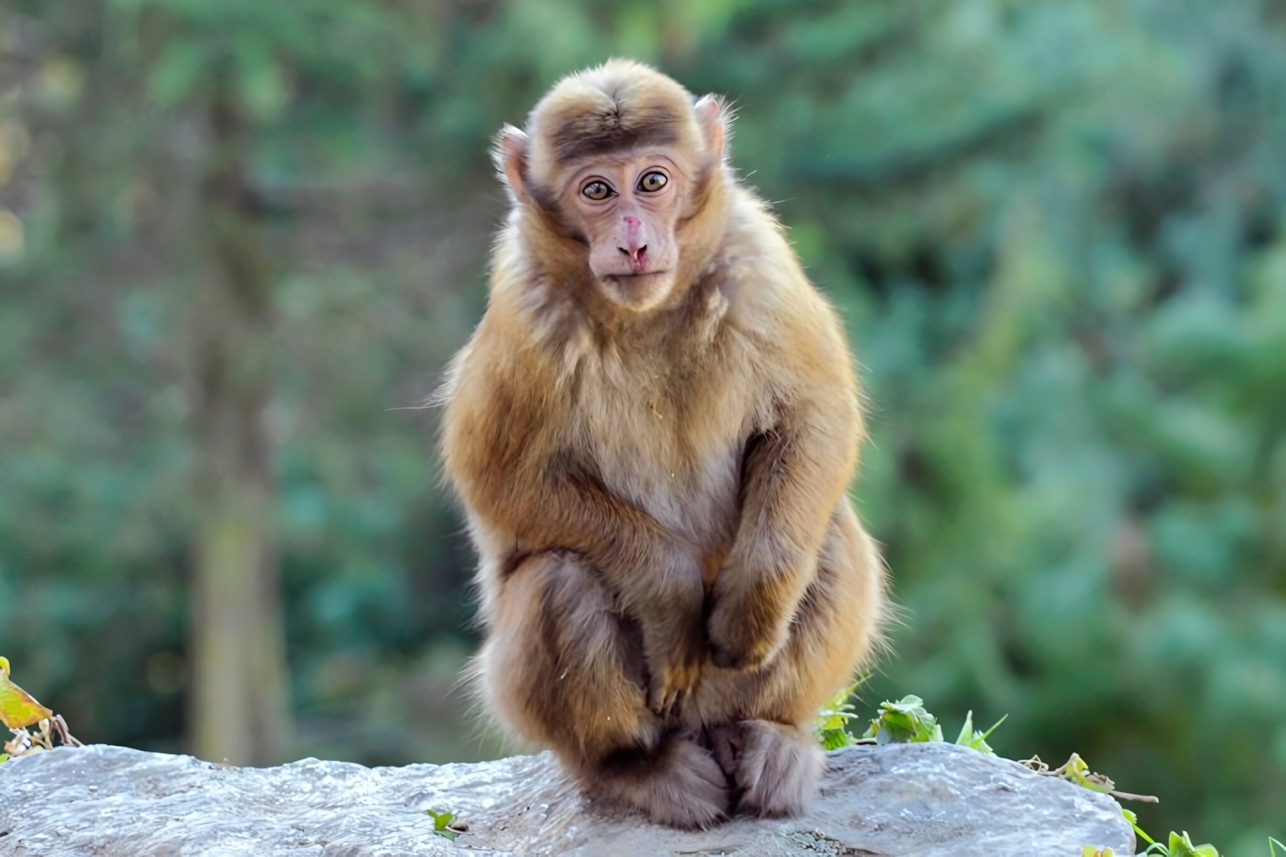 Assam State Zoo, Guwahati