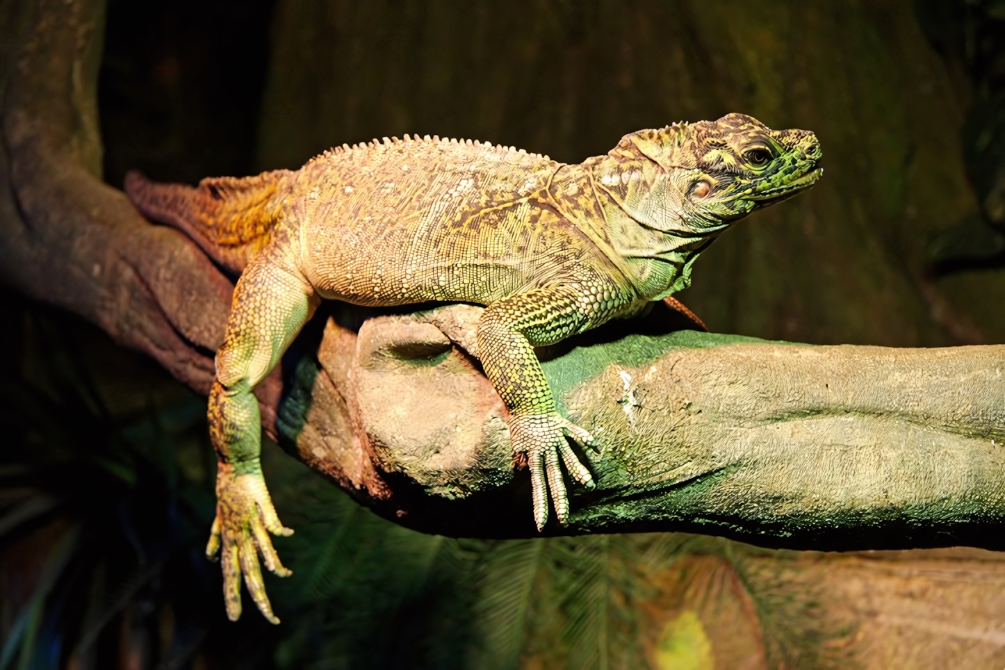 Australian Reptile Park, Central Coast