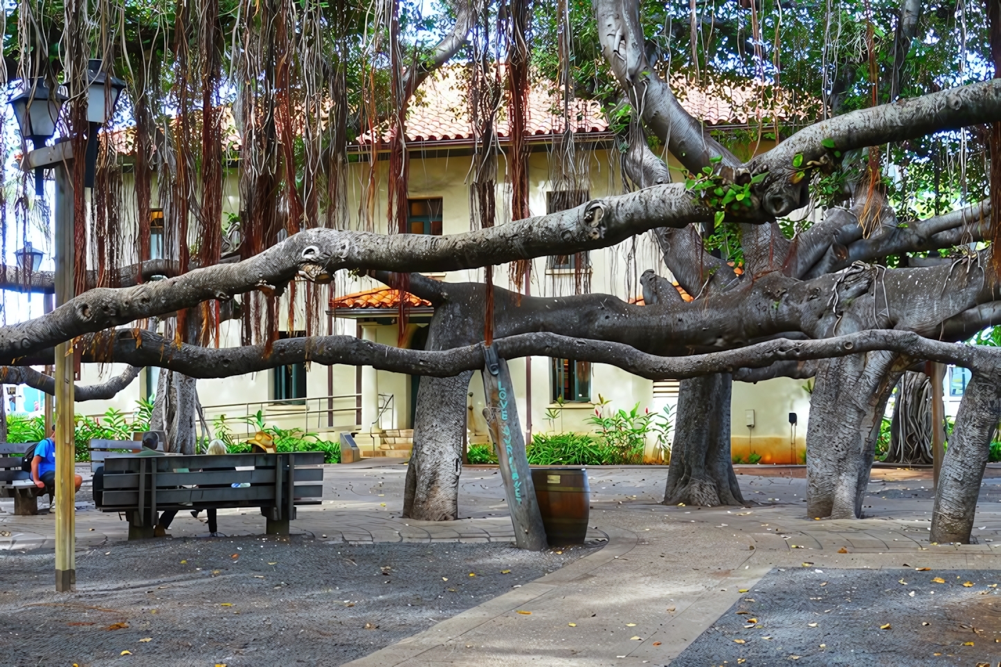 Banyan tree, Lahaina