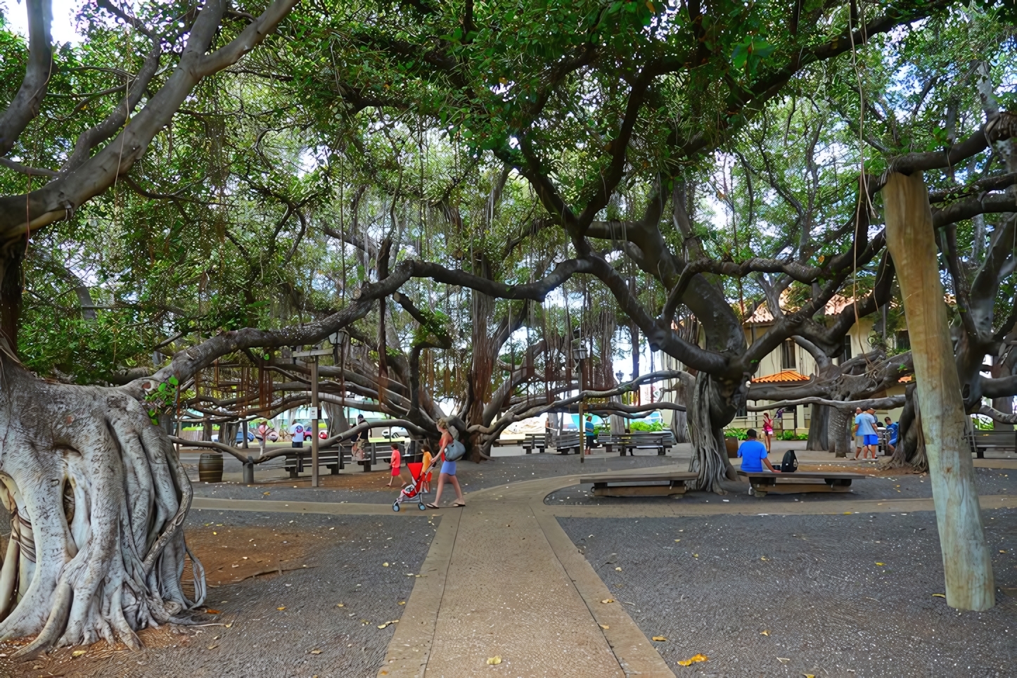 Banyan tree, Lahaina