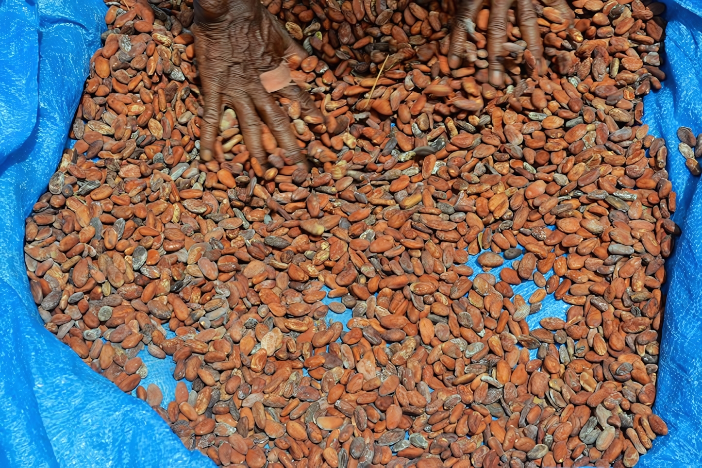 Belmont Estatem, Cocoa Beans, Grenada