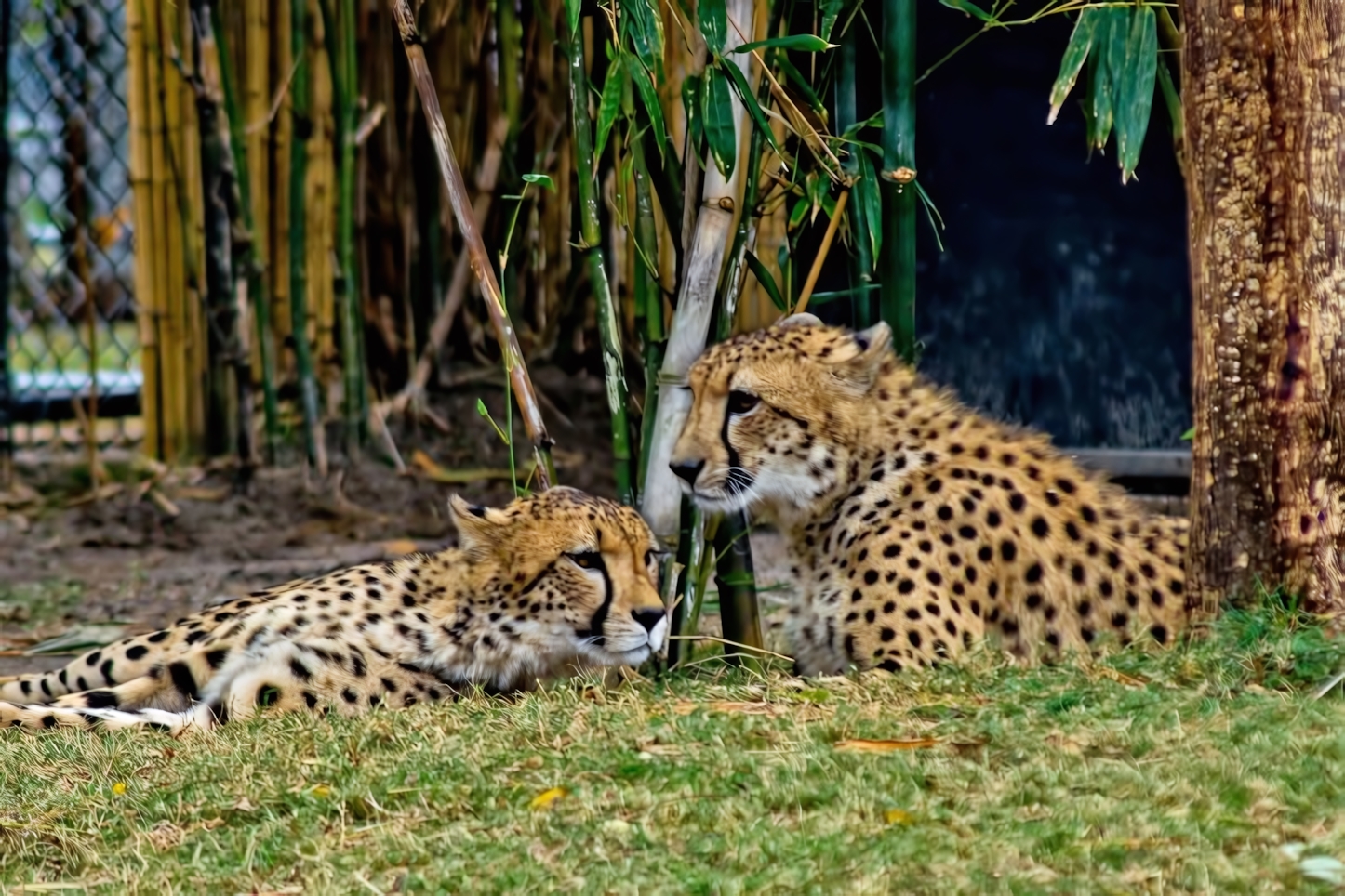 Big Cat Rescue, Tampa