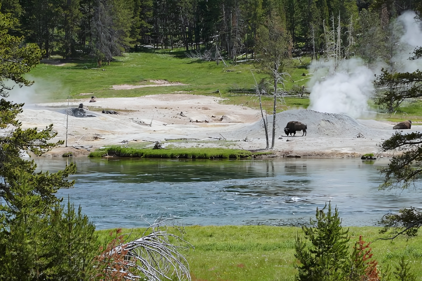 Bison in Yellowstone National Park