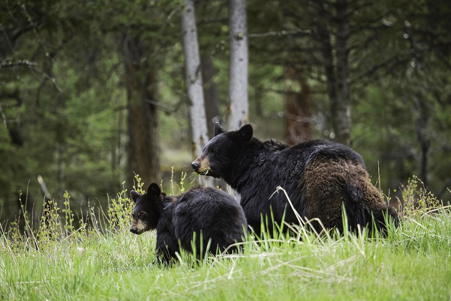 Black Bears, Yellowstone National Park