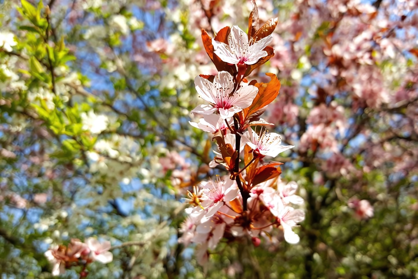 Bucharest Blossom