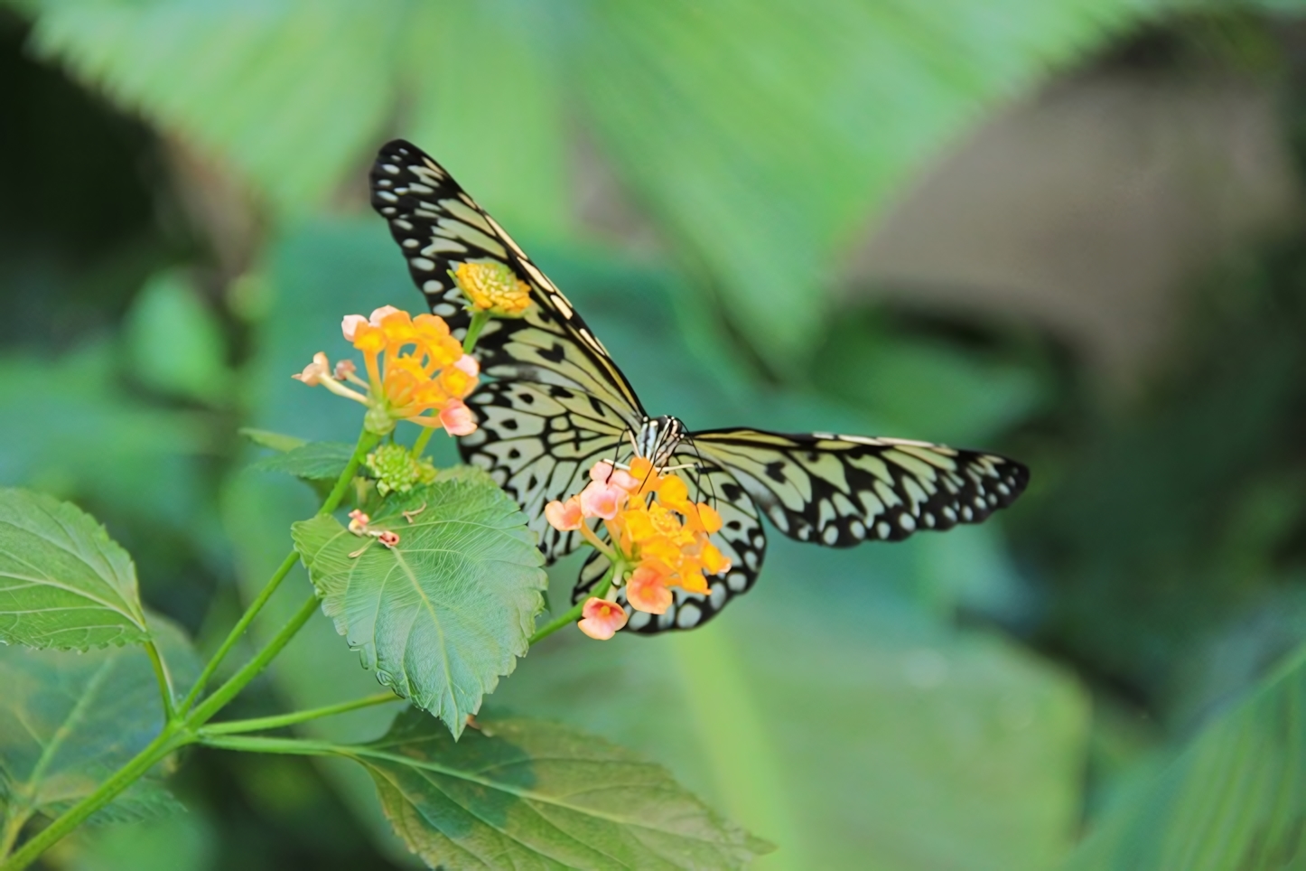 Butterfly house