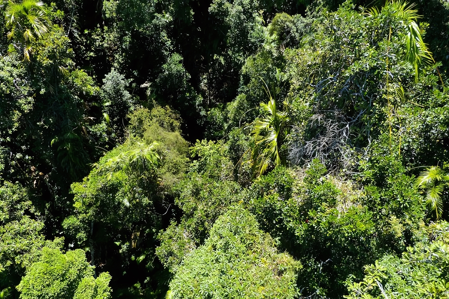 Cairns Rainforest