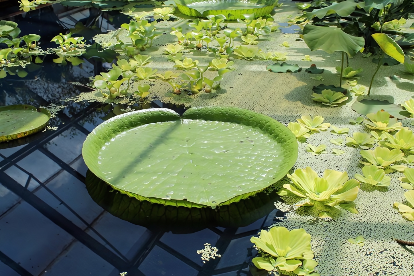 Cambridge University Botanic Garden