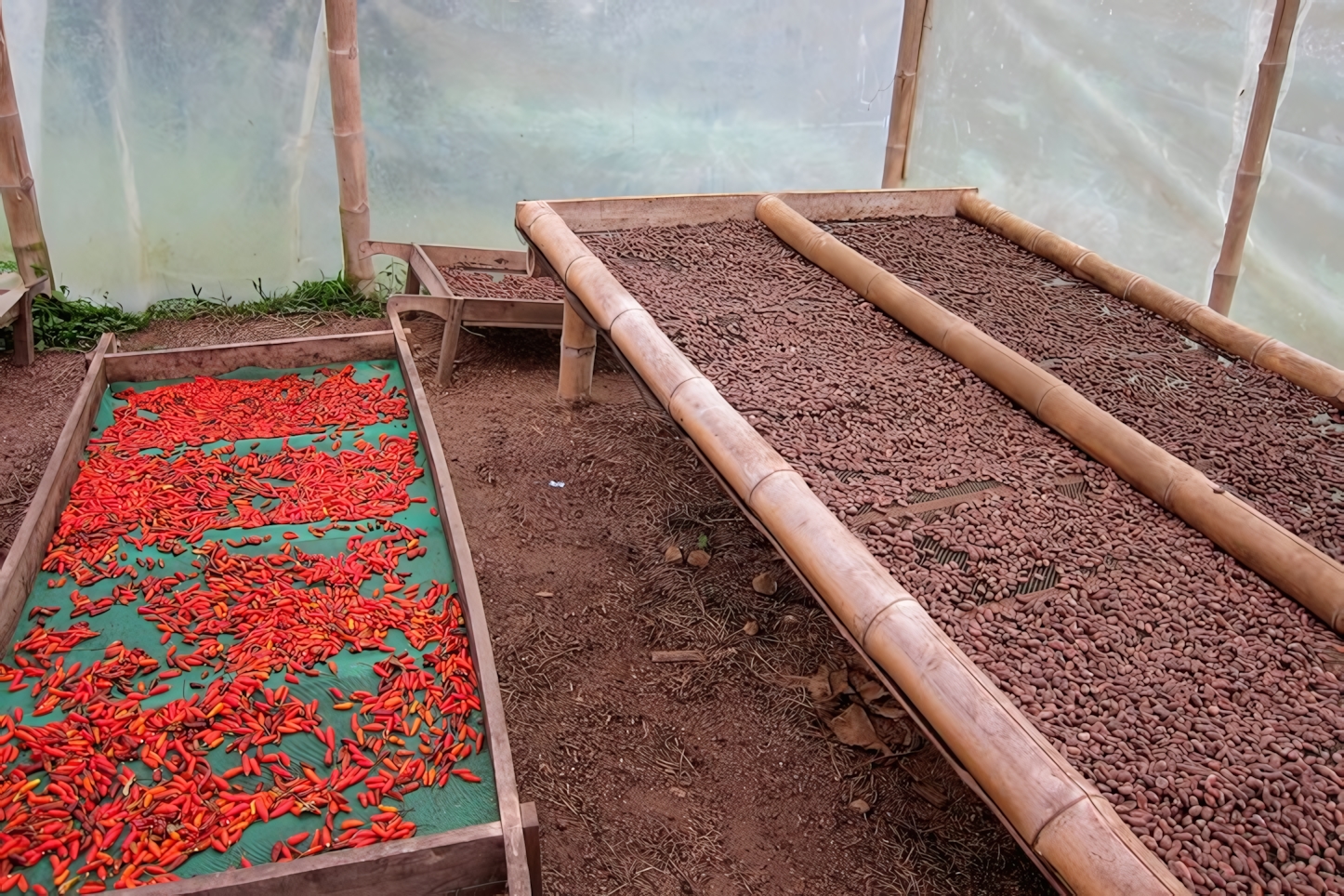 Chocolate production, Mindo