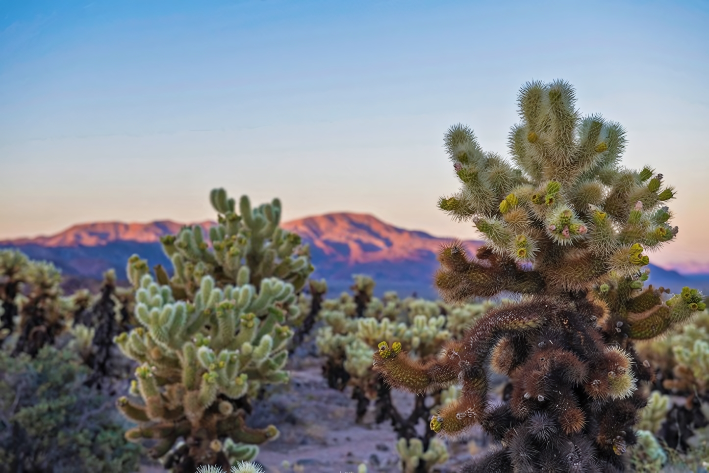 Joshua Tree National Park: A Perfect One-Day Adventure - Must-See Attractions and Activities