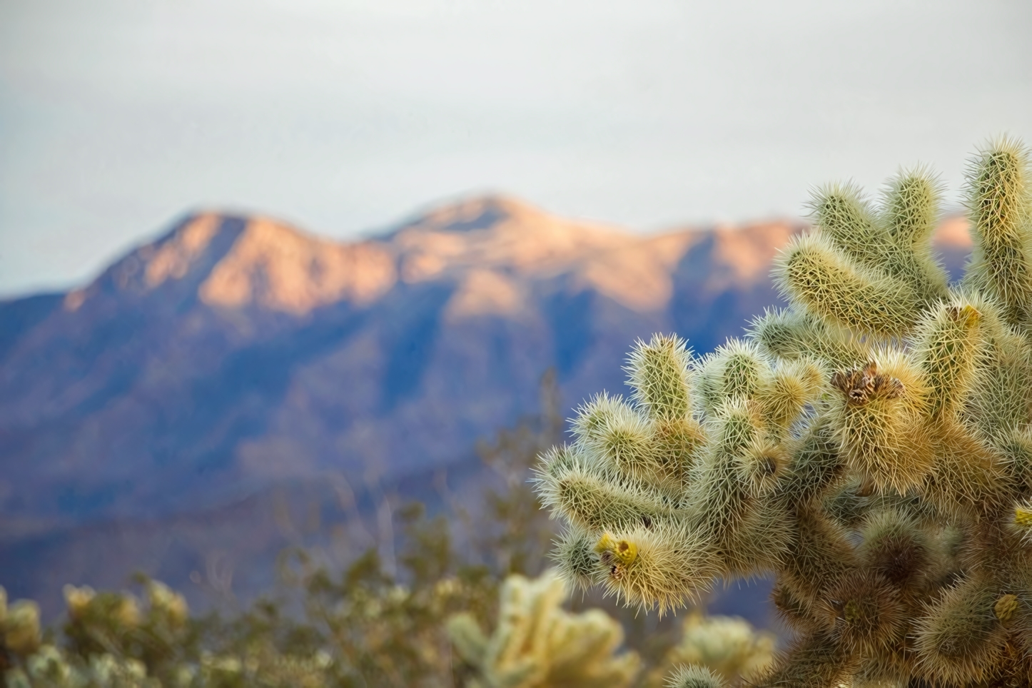 Cholla Cactus Garden, Joshua Tree