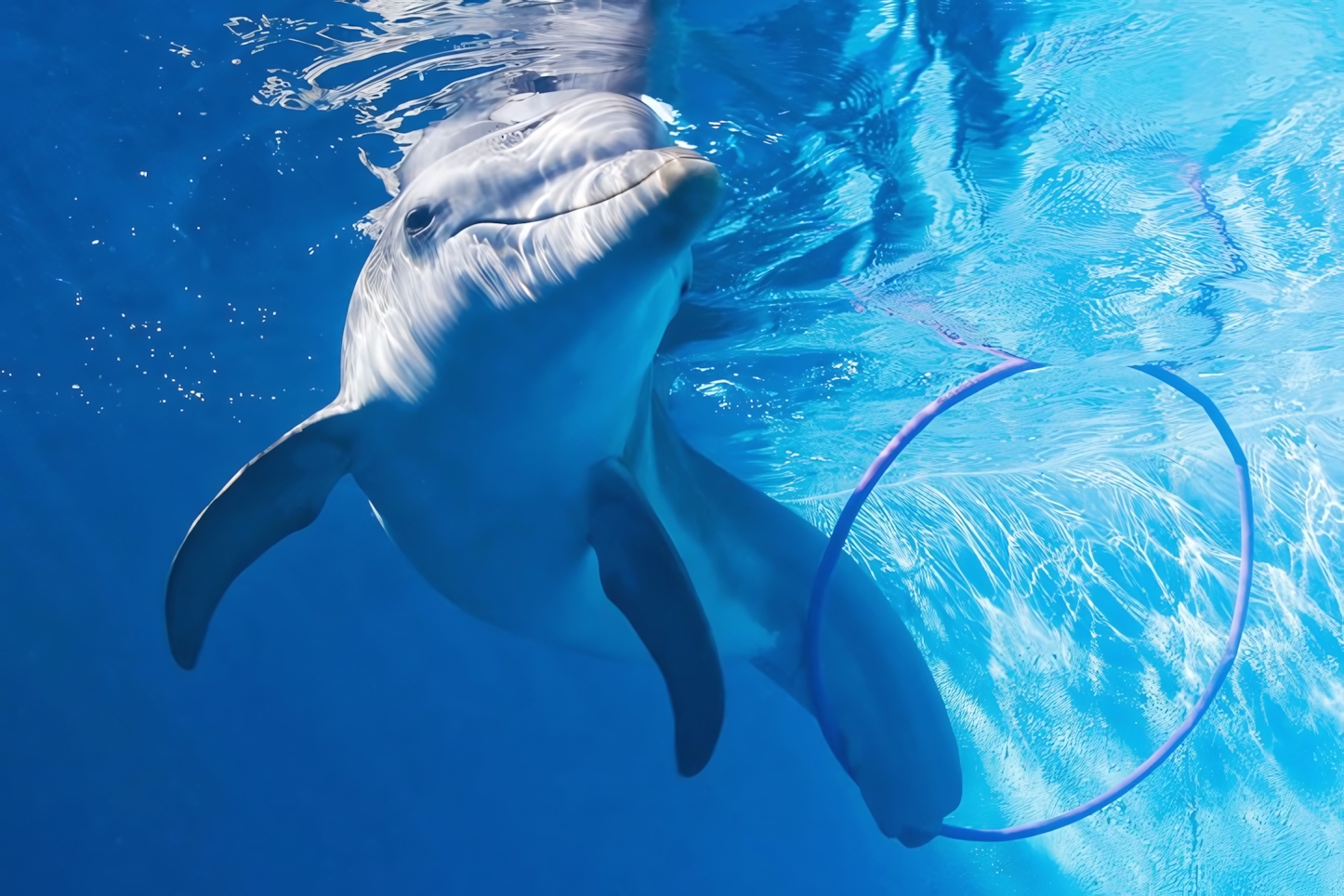 Clearwater Marine Aquarium