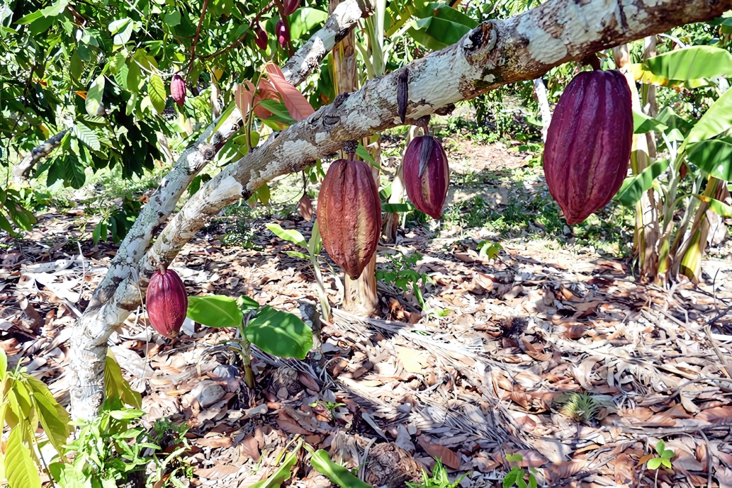 Cocoa tree