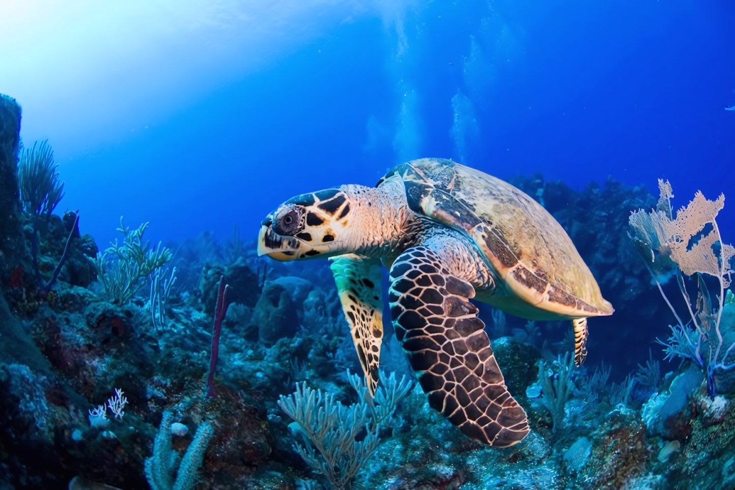 Deep sea dving in the Grand Cayman