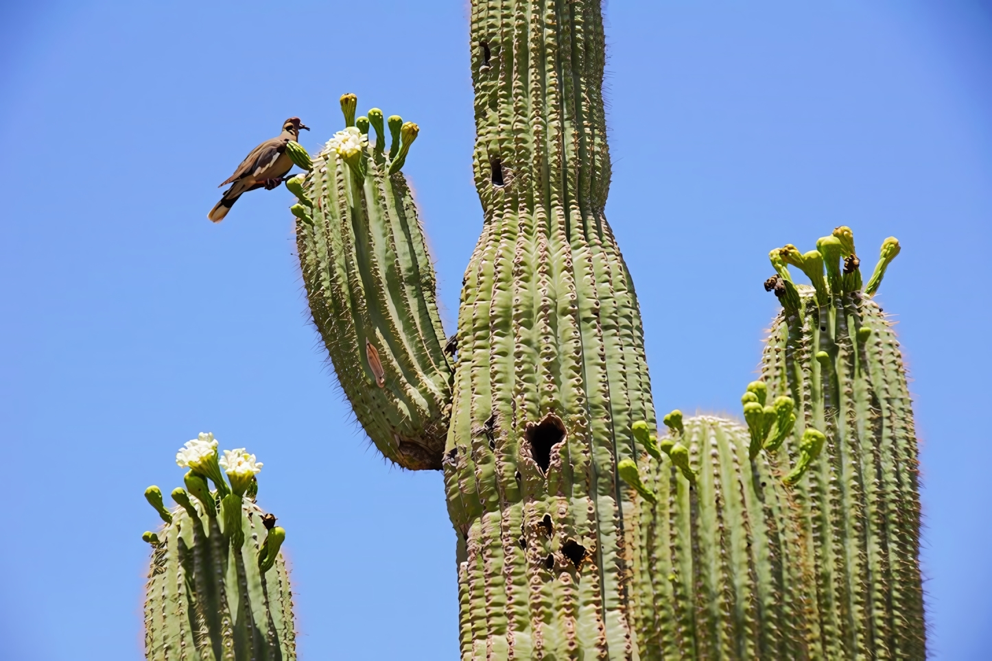 Desert Botanical Garden Cactus