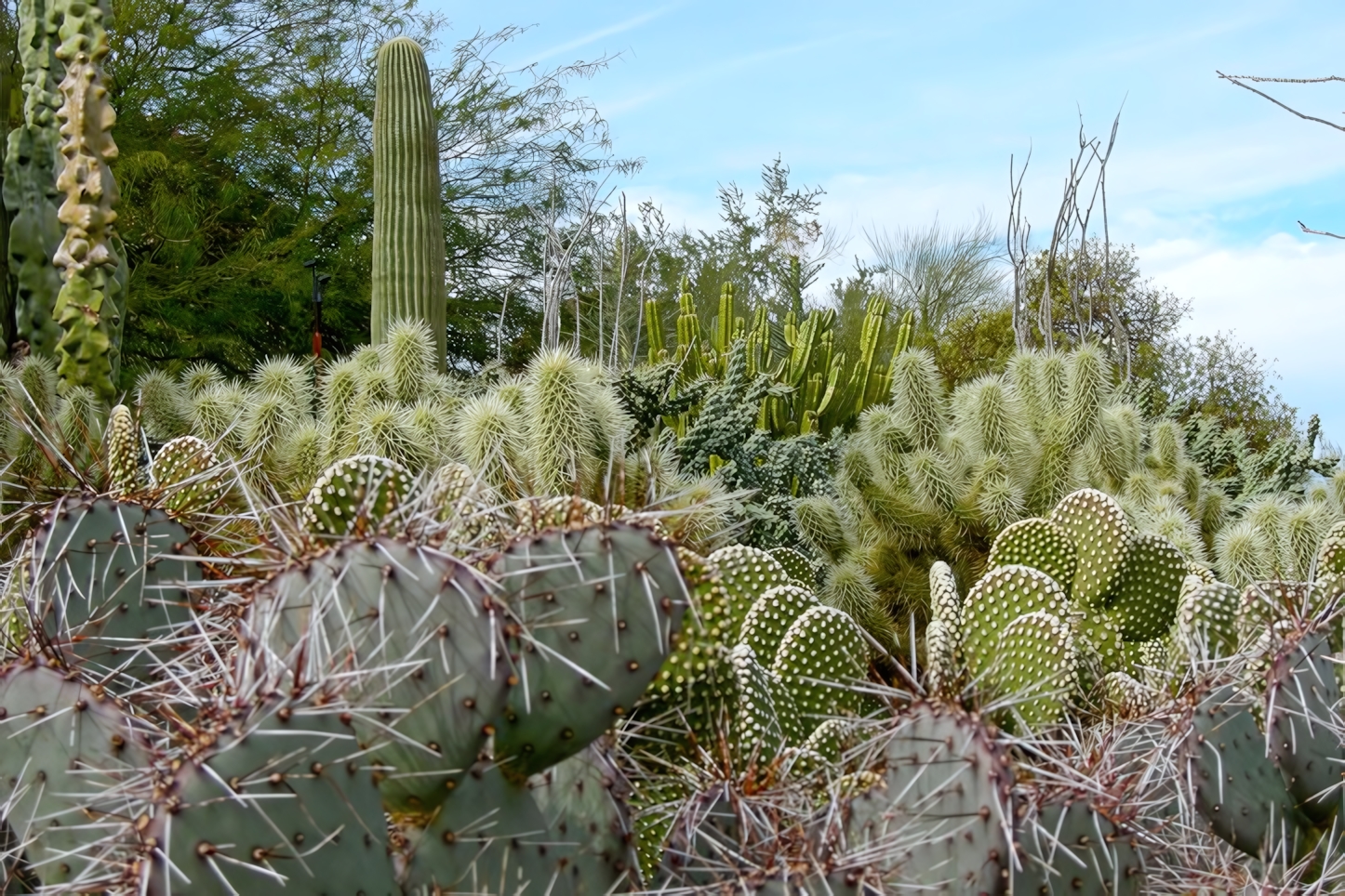 Desert Botanical Garden