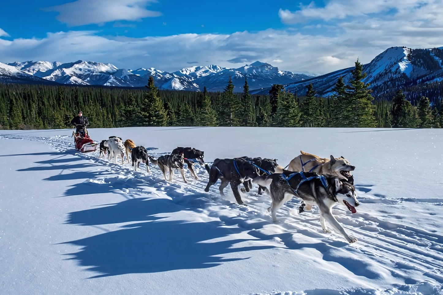 Dog Sledding