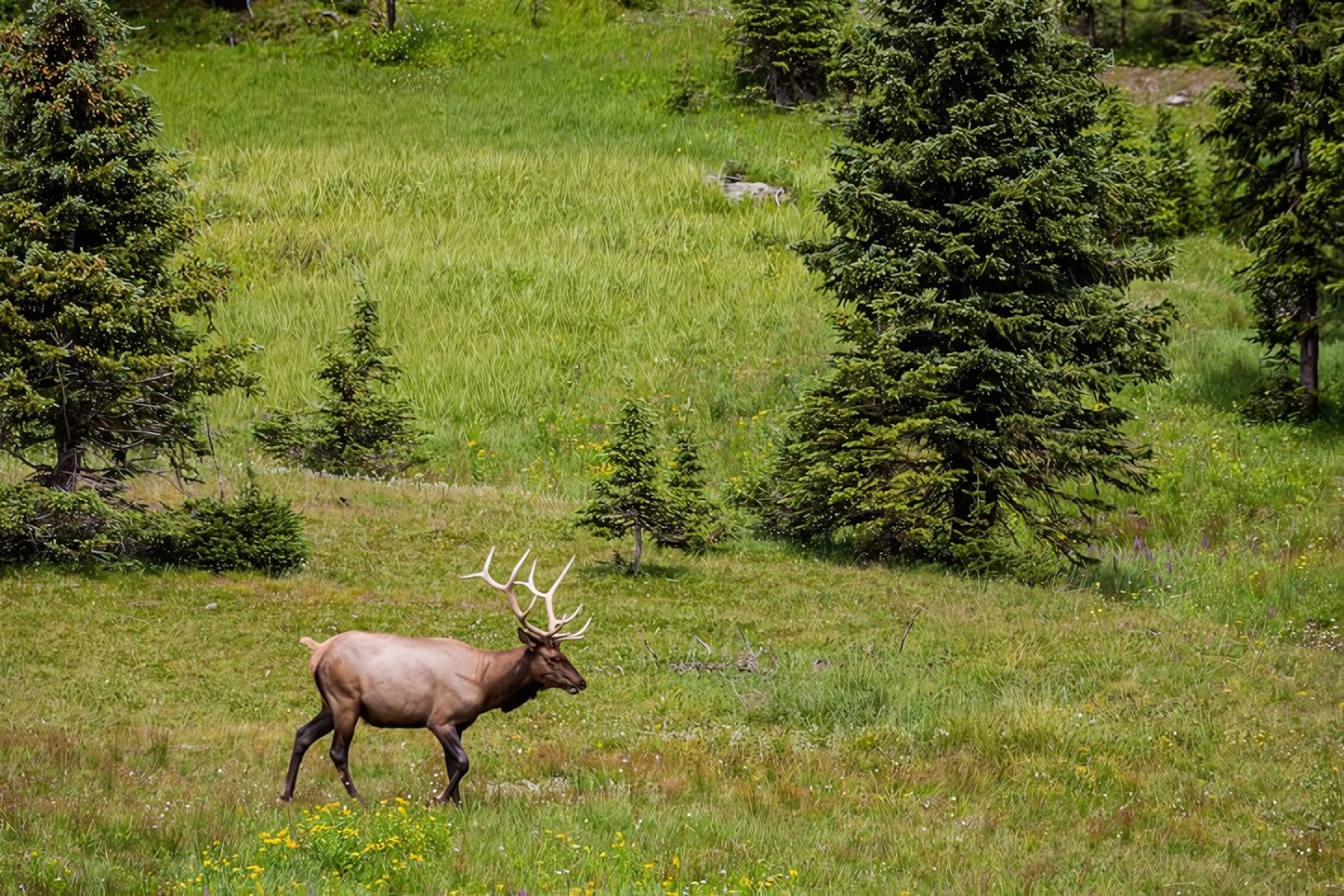 Elk