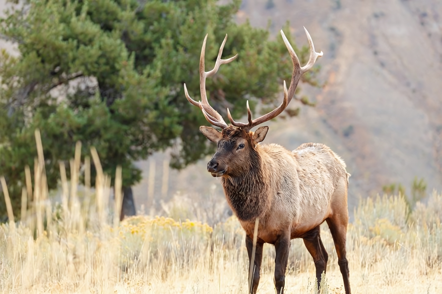 Elk in Yellowstone National Park