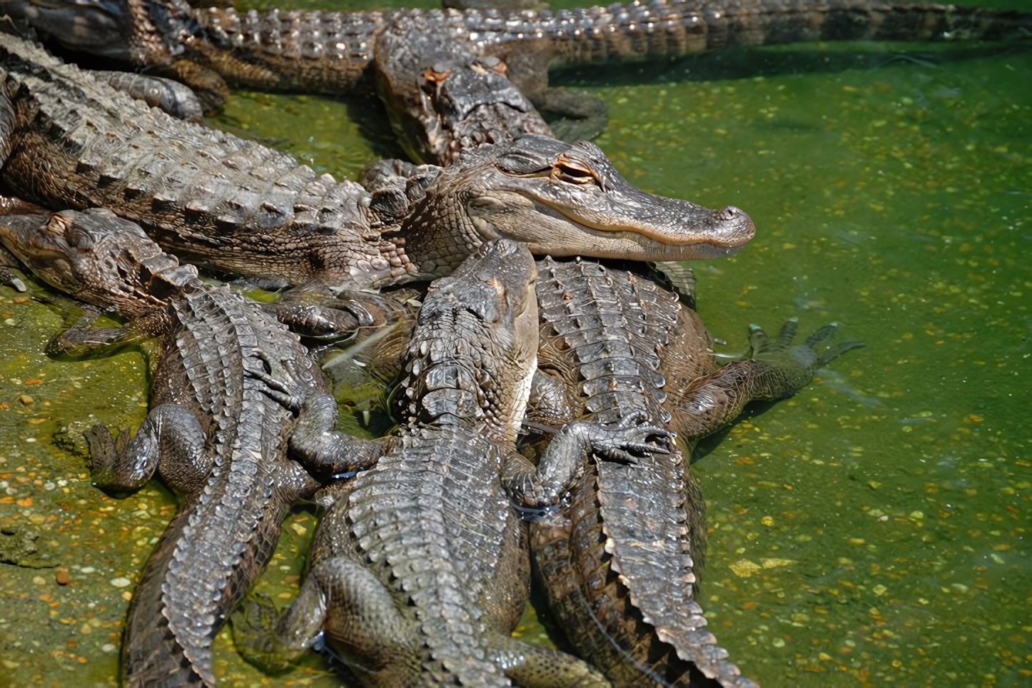 Everglades Alligator Farm