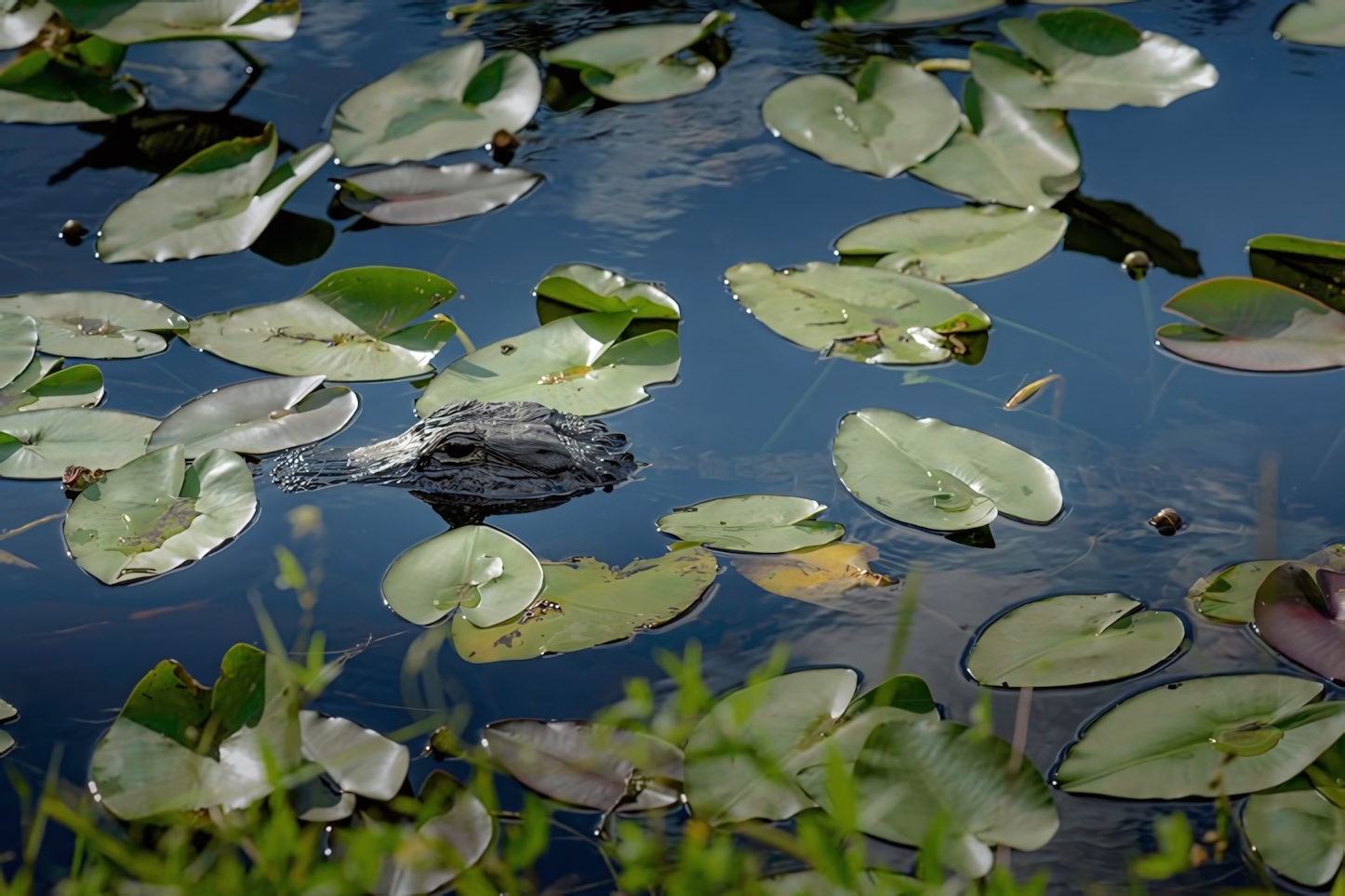 Everglades National Park