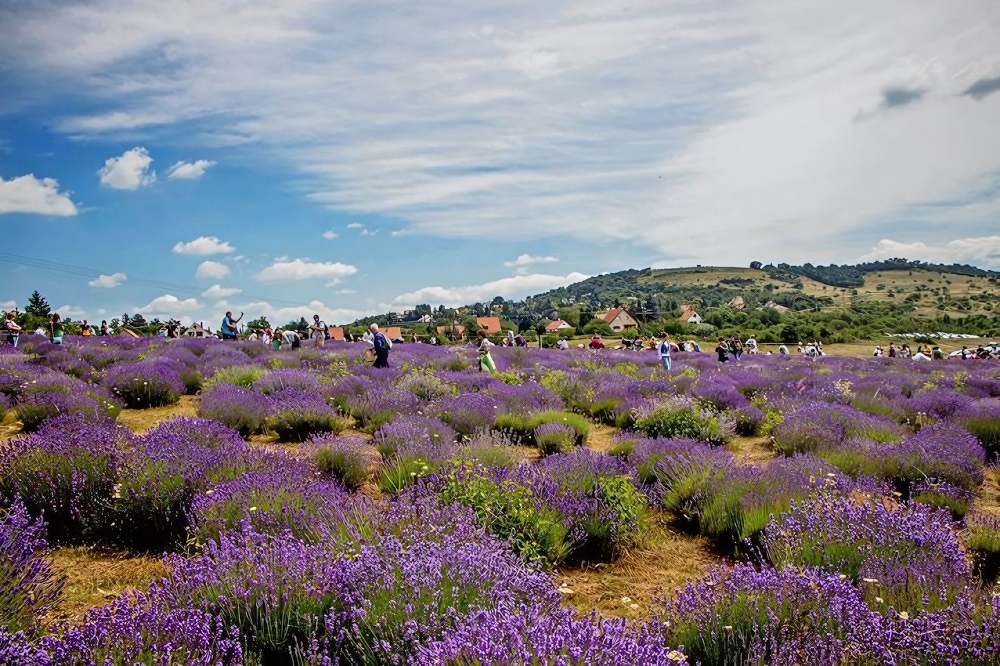 Field of Lavander, Lake Balaton