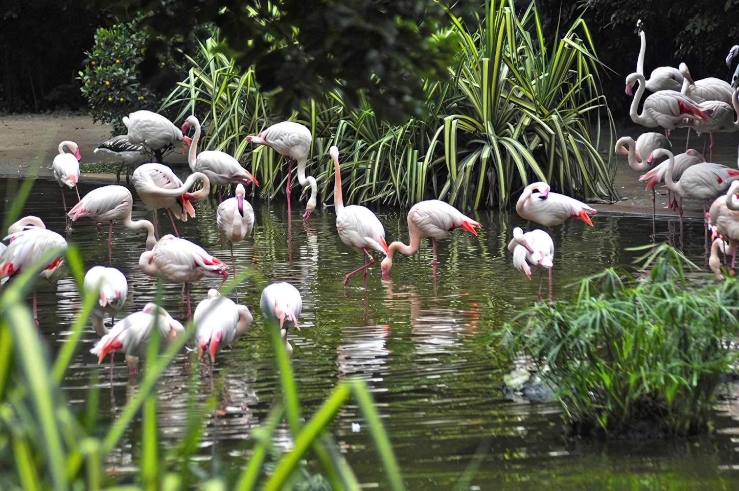 Flamingos Kowloon Park