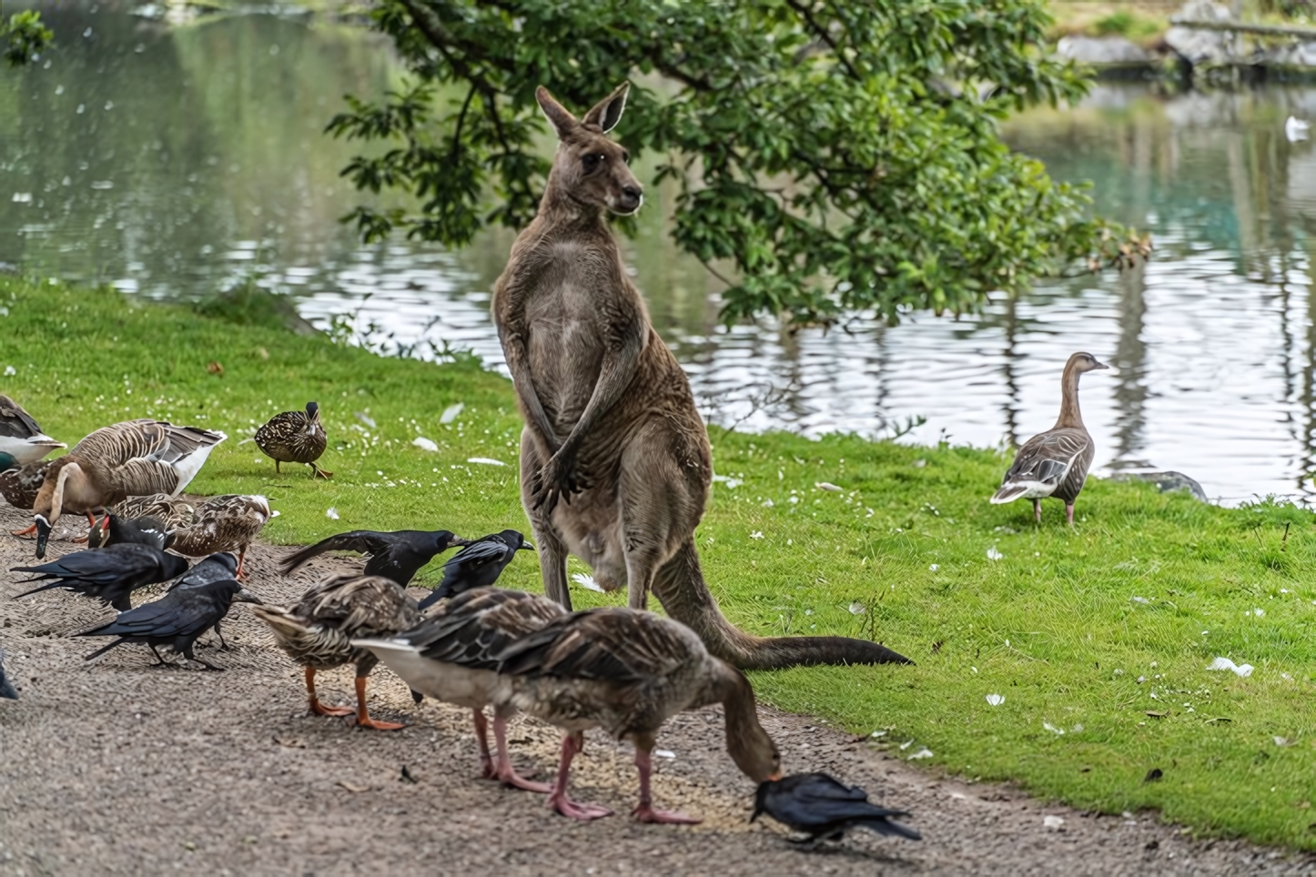 Fota Wildlife Park, Cork