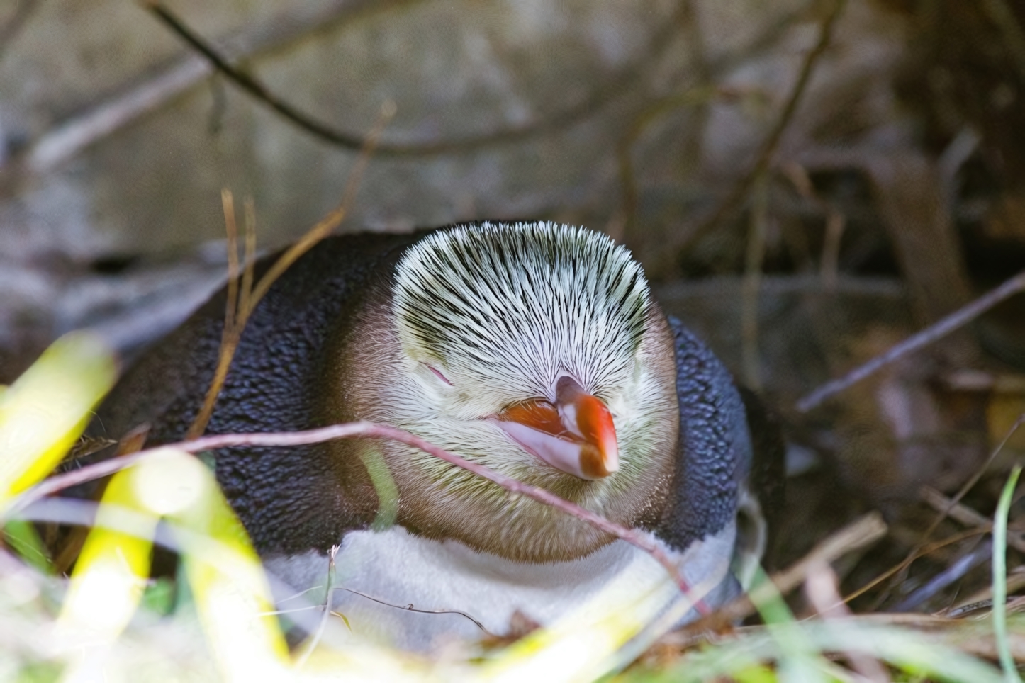 Guløjet penguin, Dunedin