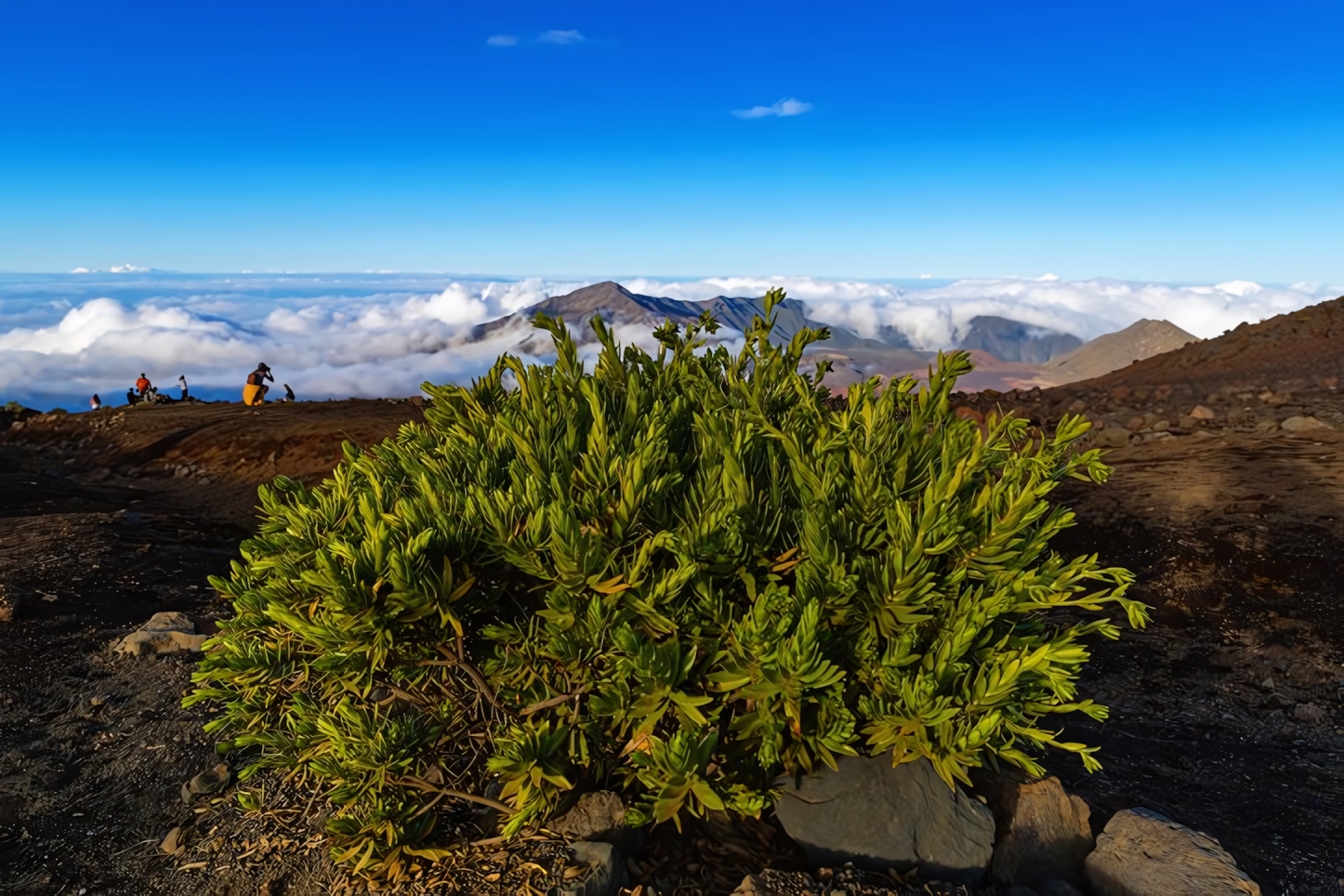 Haleakala Crater Hike Maui Hawaii plants