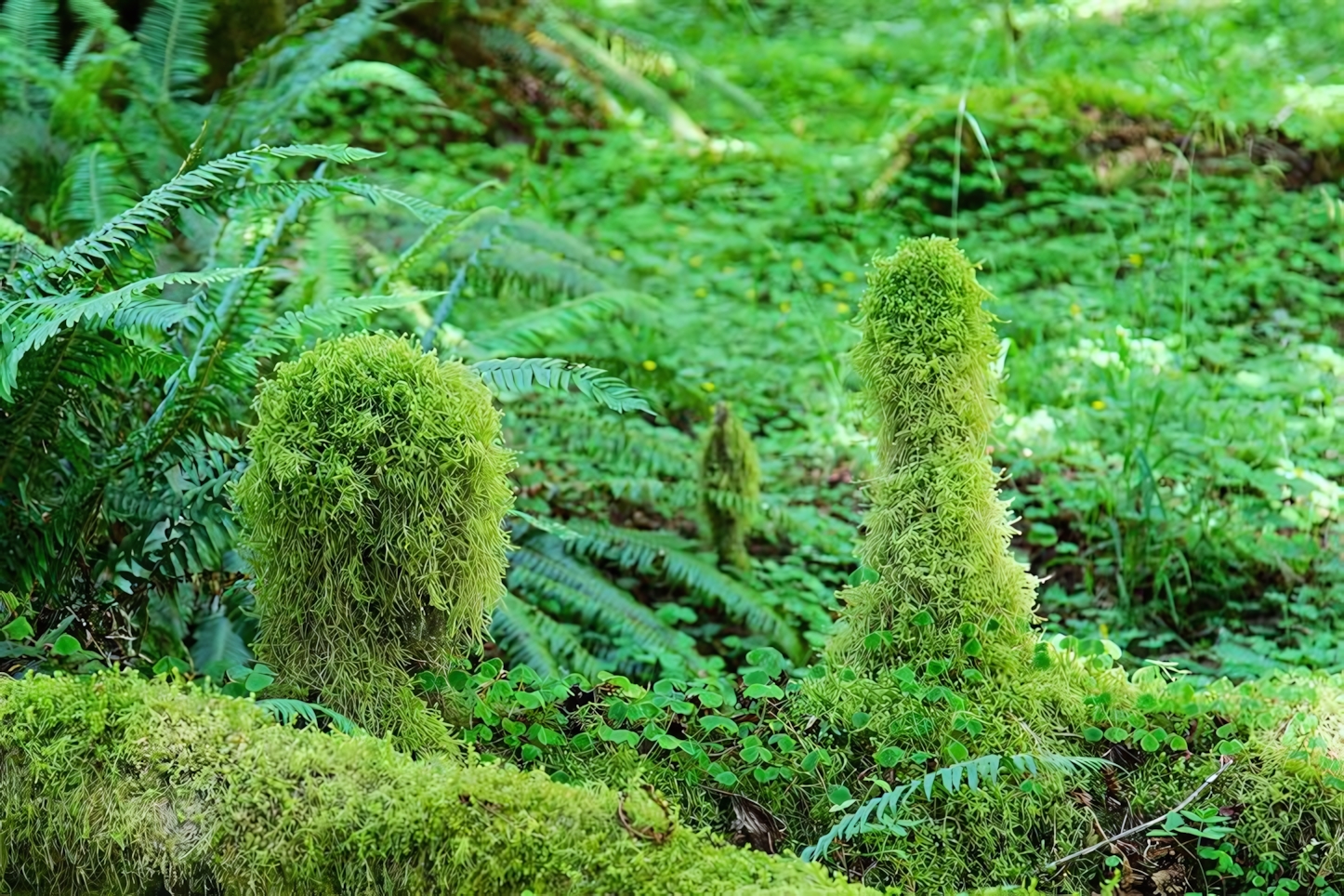 Hall of Mosses Trail