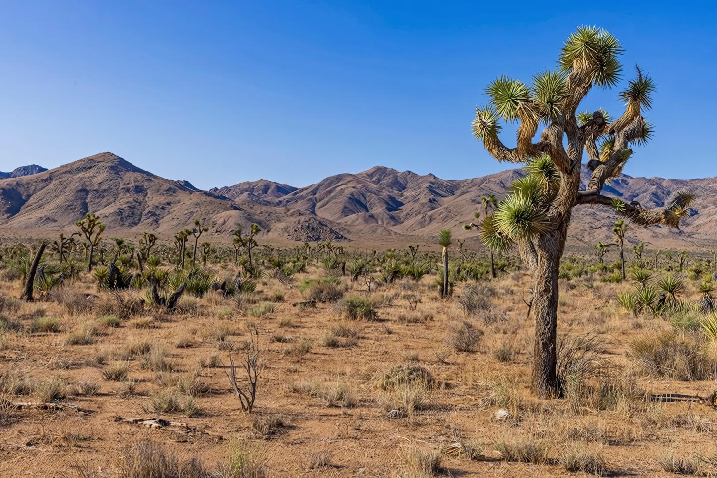 Hidden Valley in Joshua Tree National Park