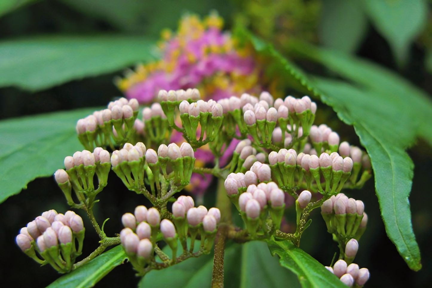 Hokkaido University Botanical Gardens