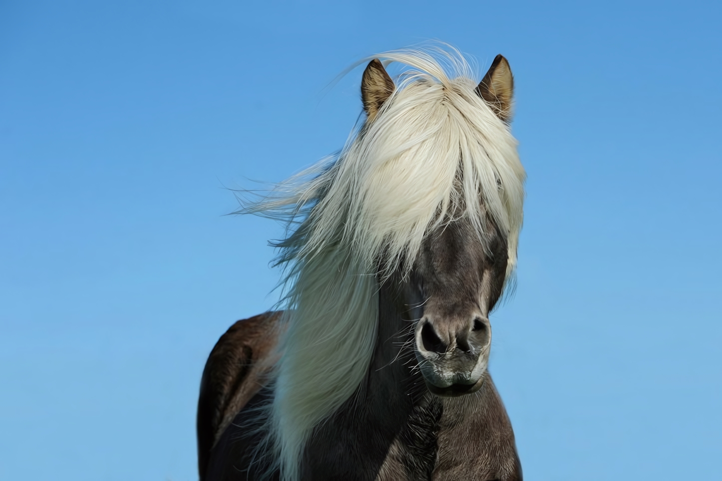 Horse, Iceland