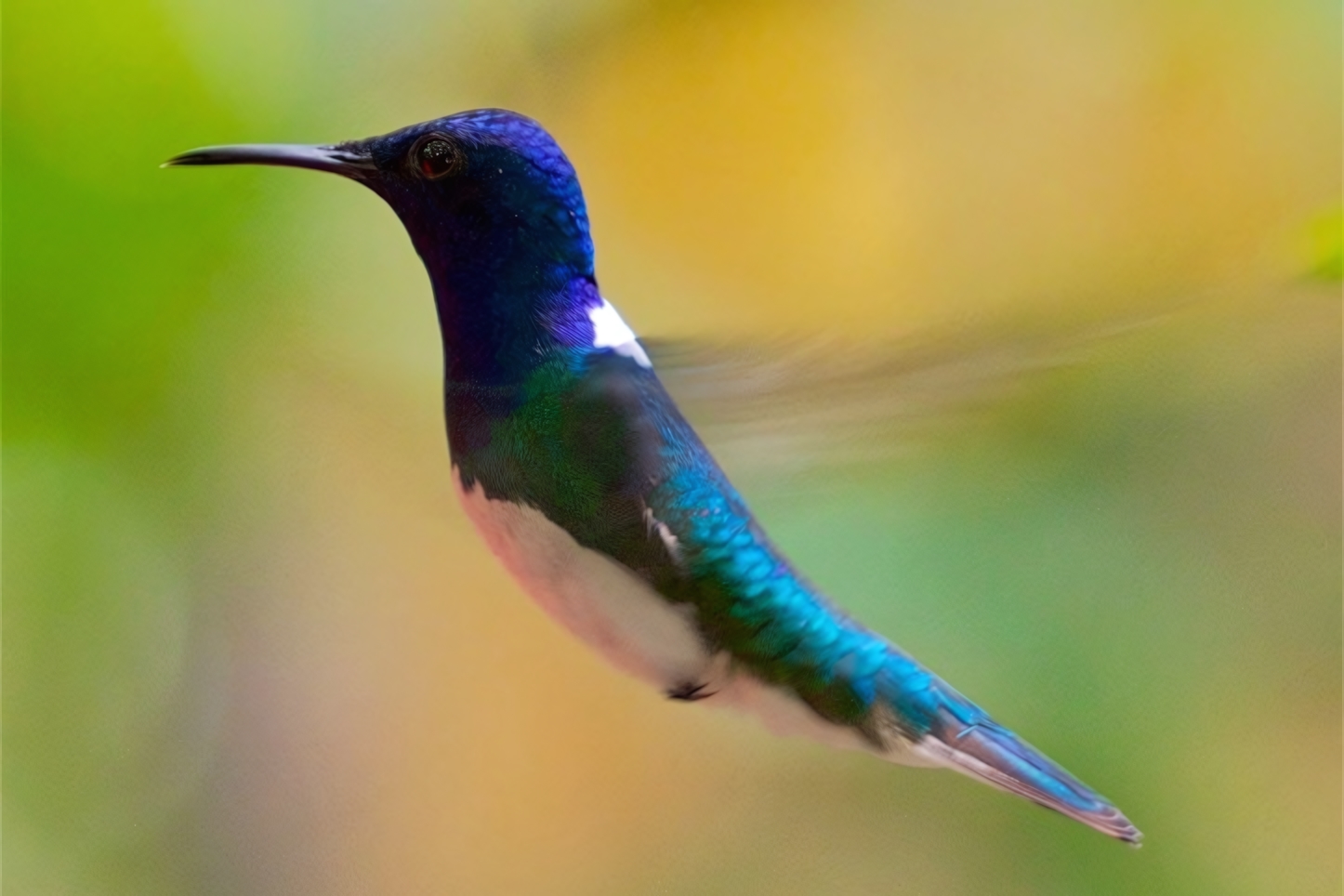 Hummingbird, Mindo