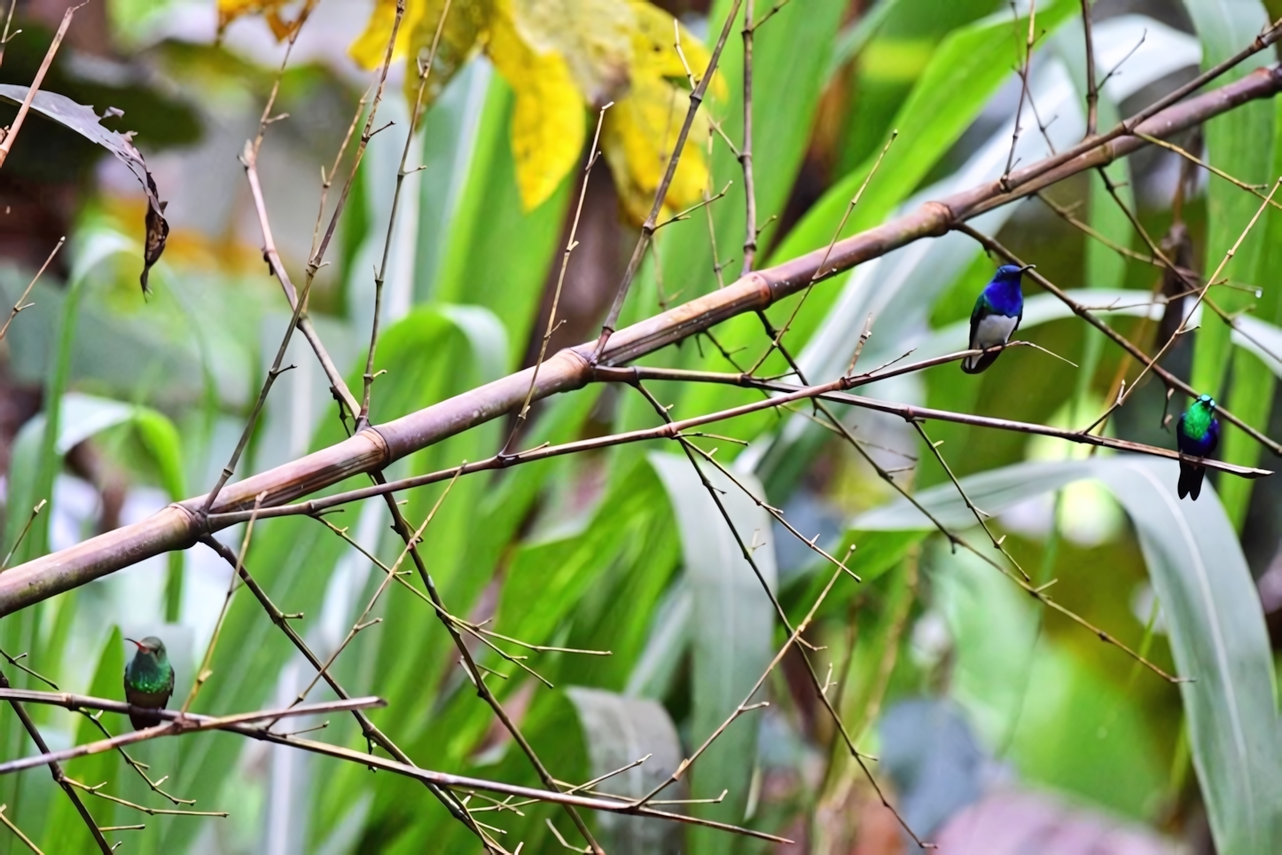 Hummingbirds in Ecuador