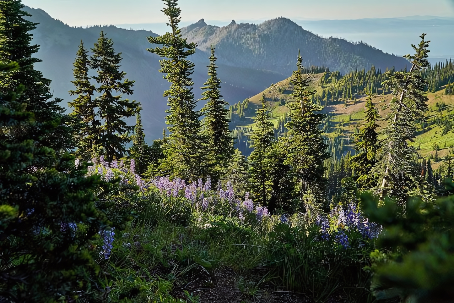 Hurricane Ridge