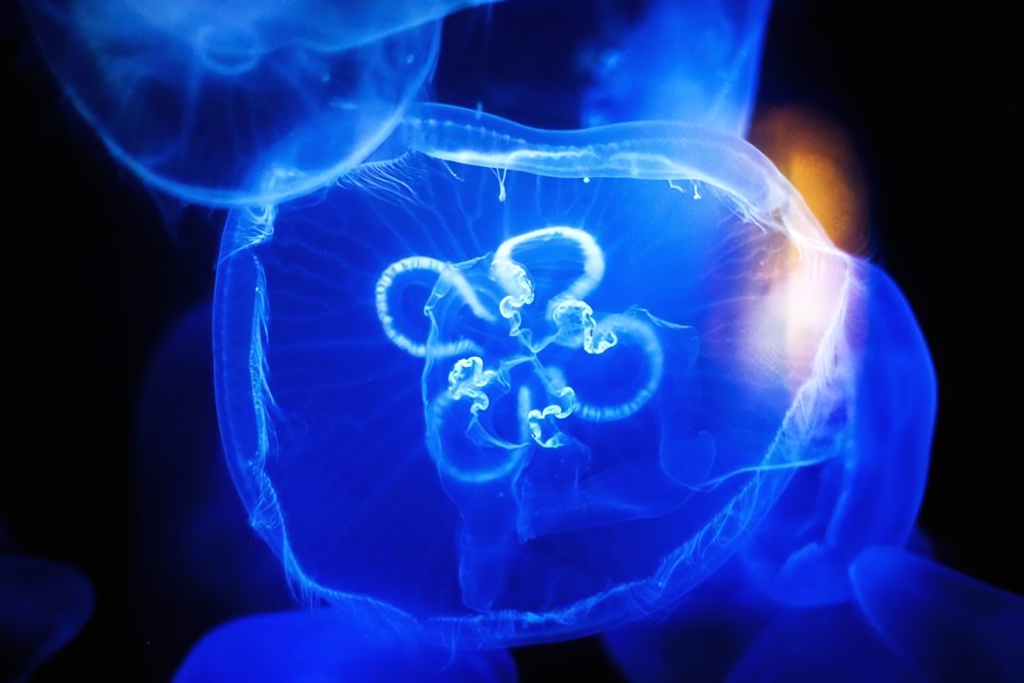 Jelly Fish at the Houston Zoo