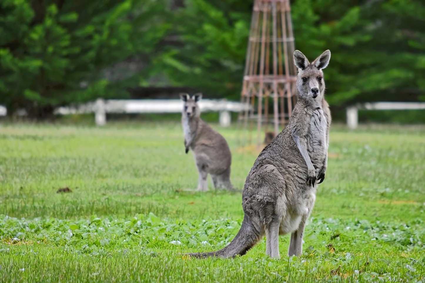 Kangaroos