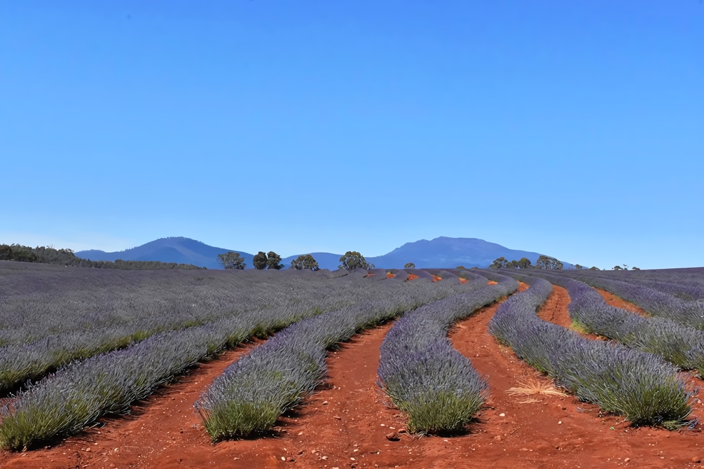 Lavander Fields, Tasmania