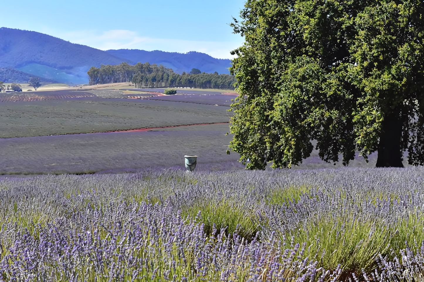 Lavander Fields, Tasmania