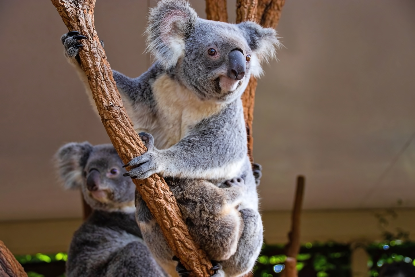 Lone Pine Koala Sanctuary