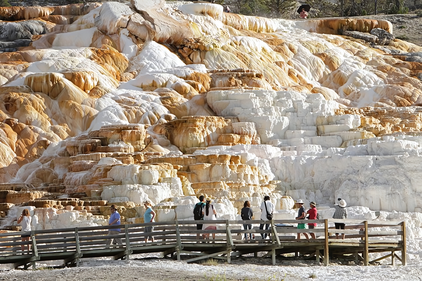 Mammoth Hot Spring, Yellowstone National Park 2