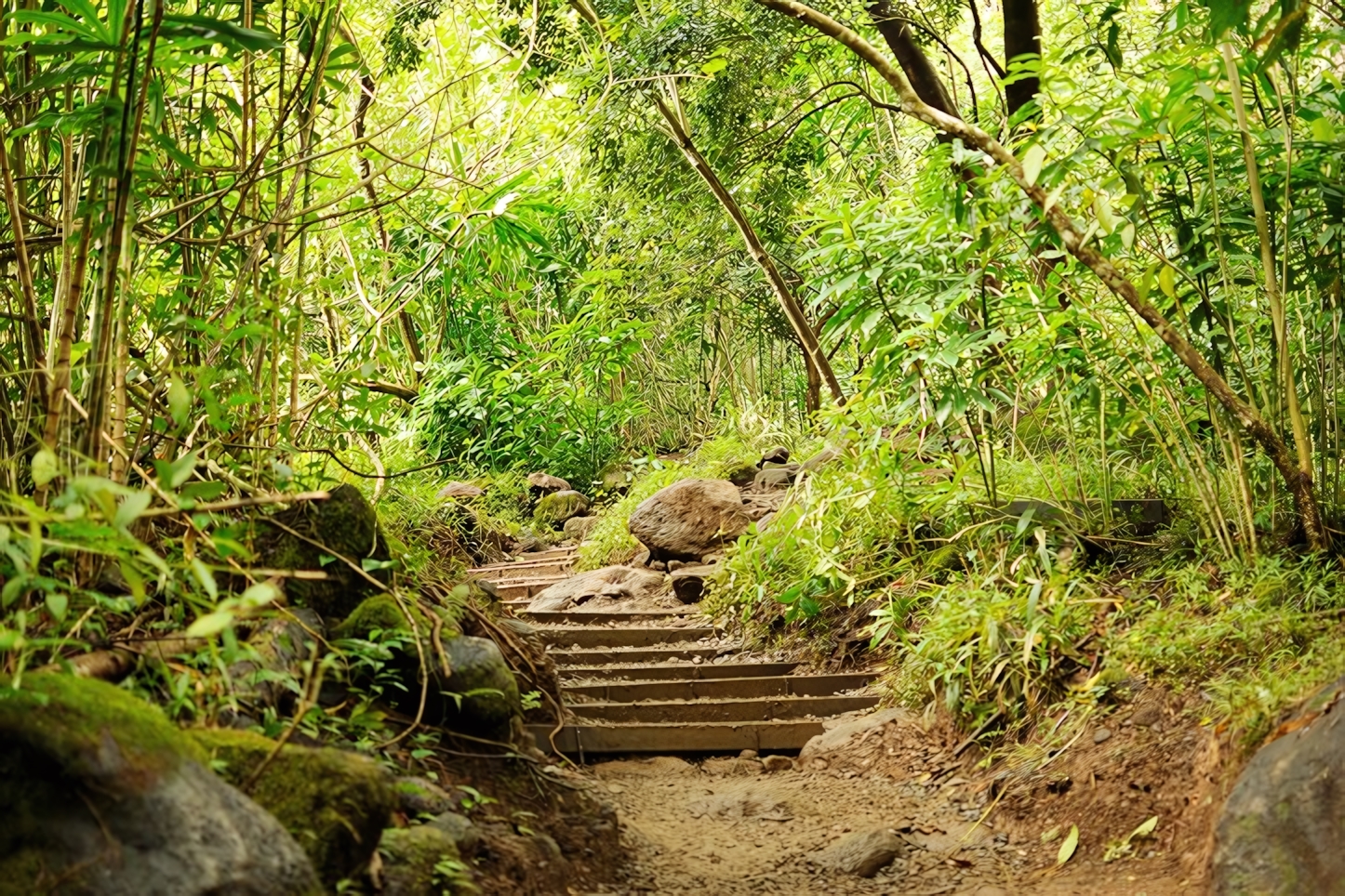 Manoa Falls Trail, Honolulu